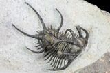 Ceratarges, Morocops & Gerastos Trilobite Plate #108697-18